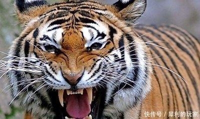 十全十美无缺陷,低三下四任人吼是什么生肖请全面释义、解释与落实、实证解答解释落实